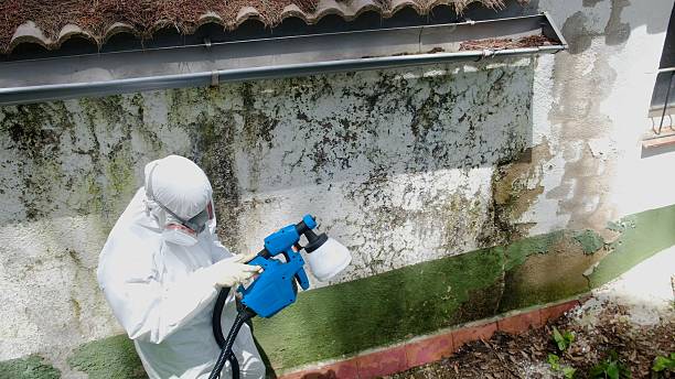 Mold Remediation service in Springfield, Springfield, TN